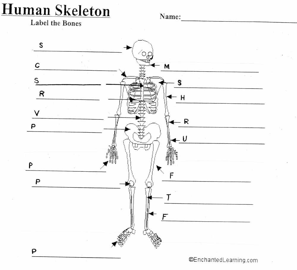 blank skeleton diagram